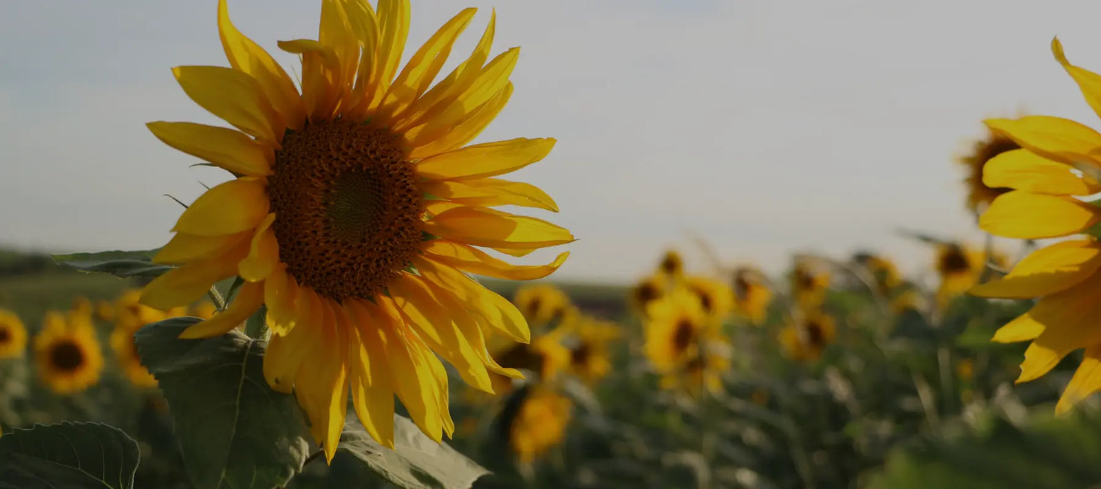 SOMMARREA